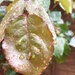 Wet leaf.  by 365projectdrewpdavies