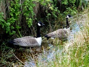 18th May 2016 -  Another Canada Goose Family 