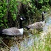  Another Canada Goose Family  by susiemc