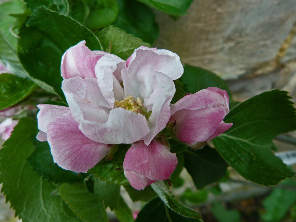 Apple blossom  by shirleybankfarm