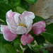 Apple blossom  by shirleybankfarm