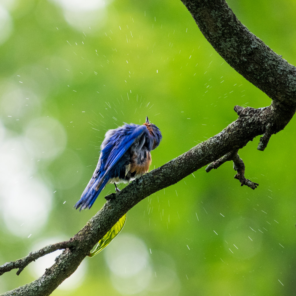 Eastern Bluebird Drying Off by rminer