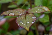 18th May 2016 - Rose leaf water droplets 