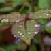 Rose leaf water droplets  by rjb71