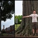 Giant tree! by homeschoolmom
