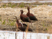 18th May 2016 - white faced glossy ibis