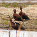 white faced glossy ibis by aecasey
