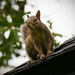 Squirrel on my Roof! by rickster549