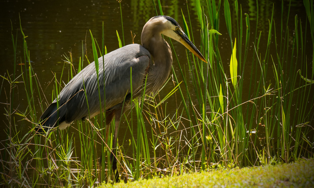 Blue Heron looking for food! by rickster549