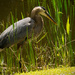 Blue Heron looking for food! by rickster549