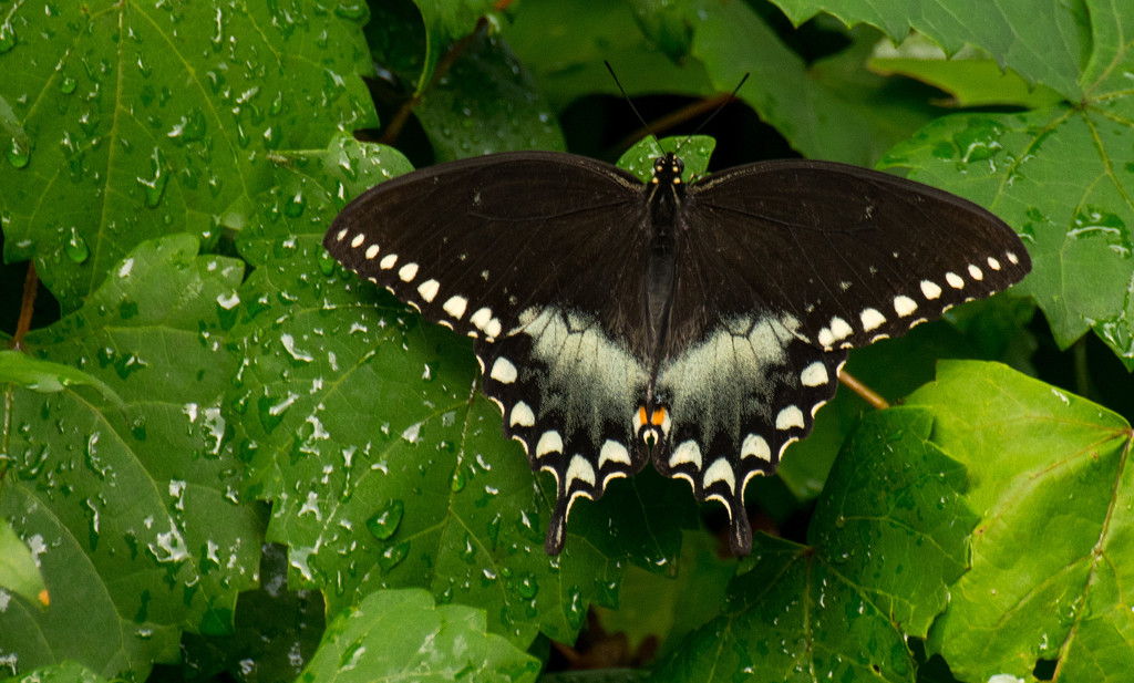 Palamedes Swallowtail! by rickster549