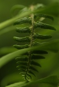 18th May 2016 - Forest Fern 