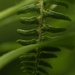 Forest Fern  by mzzhope