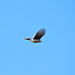Blue Jay Flying 4 by randy23
