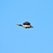 Flying Blue Jay 2 by randy23