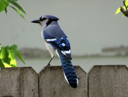 10th May 2016 - Relaxing Blue Jay