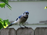 11th May 2016 - Looking Mad Blue Jay