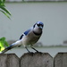 Looking Mad Blue Jay by randy23