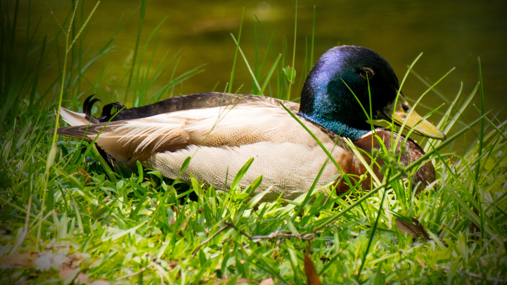 Mr Duck Resting in the Sun! by rickster549