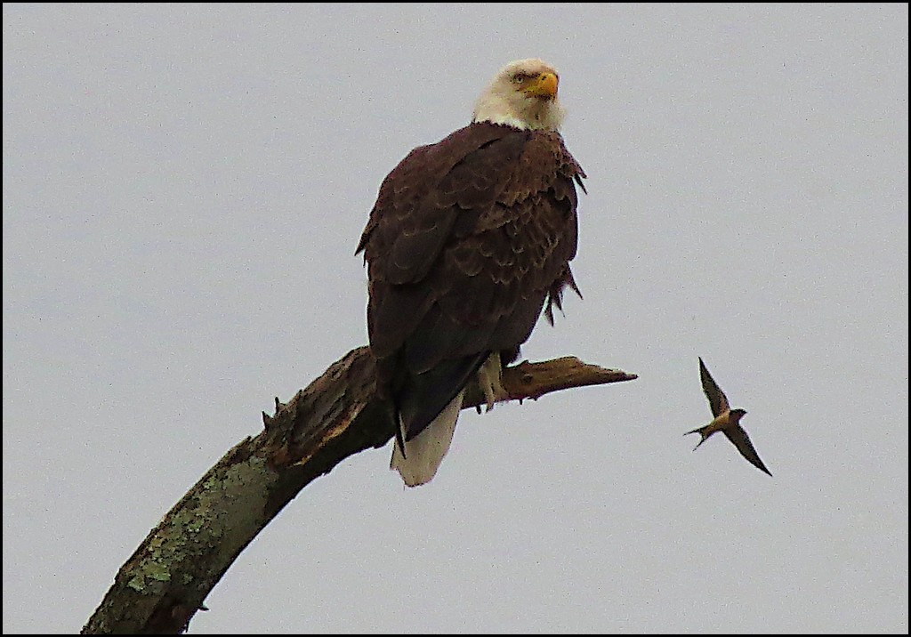 American Eagle by olivetreeann