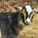 Little Goat by olivetreeann