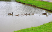 17th May 2016 - Ducks,....um, Geese,....in a row!