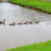 Ducks,....um, Geese,....in a row! by homeschoolmom