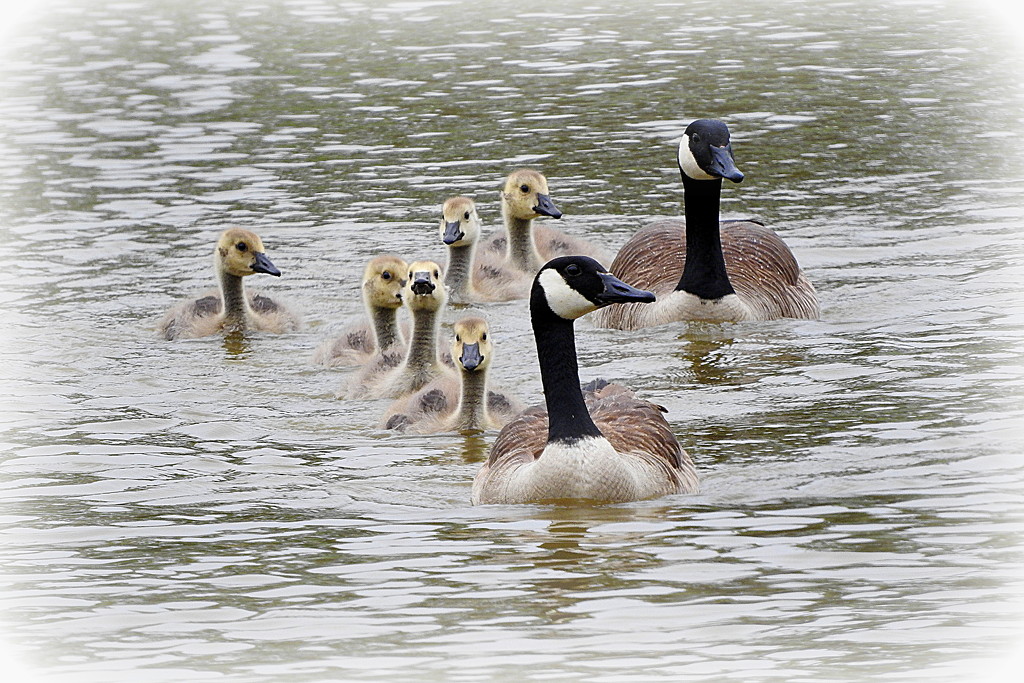 The goose family, from Canada by homeschoolmom