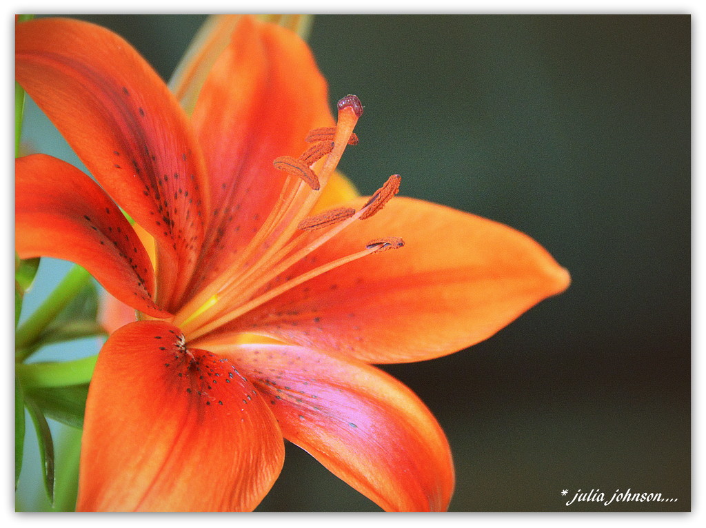 Orange Lilly ... by julzmaioro
