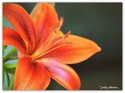 19th May 2016 - Orange Lilly ...