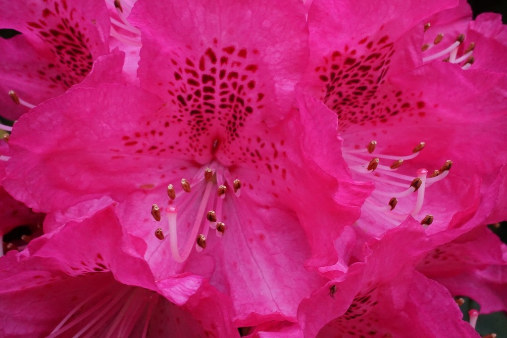 bright rhododendron by quietpurplehaze