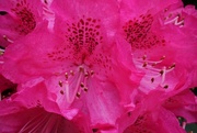 19th May 2016 - bright rhododendron
