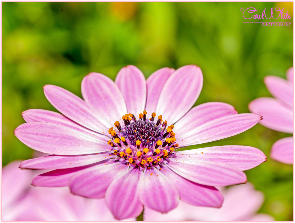 Osteospermum by carolmw