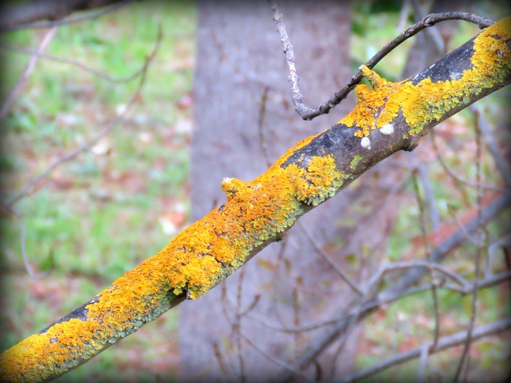 lichen by cruiser