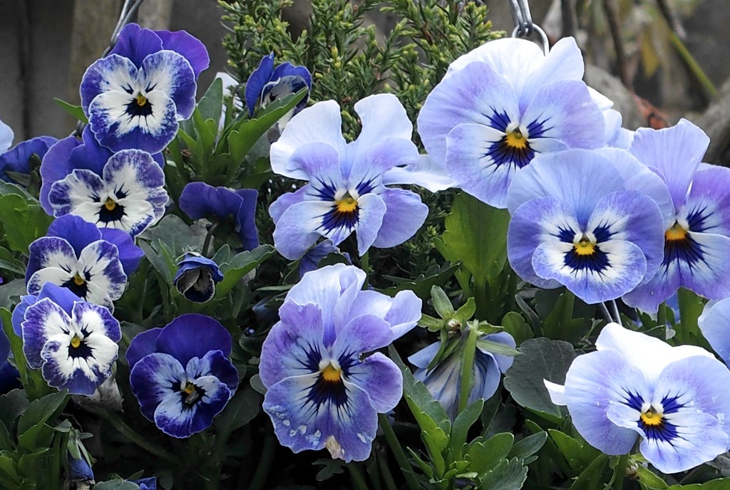 Viola Flowers by arkensiel