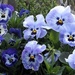 Viola Flowers by arkensiel