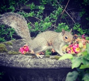 19th May 2016 - Squirrel