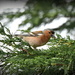 Chaffinch with a beakful of grubs by rosiekind