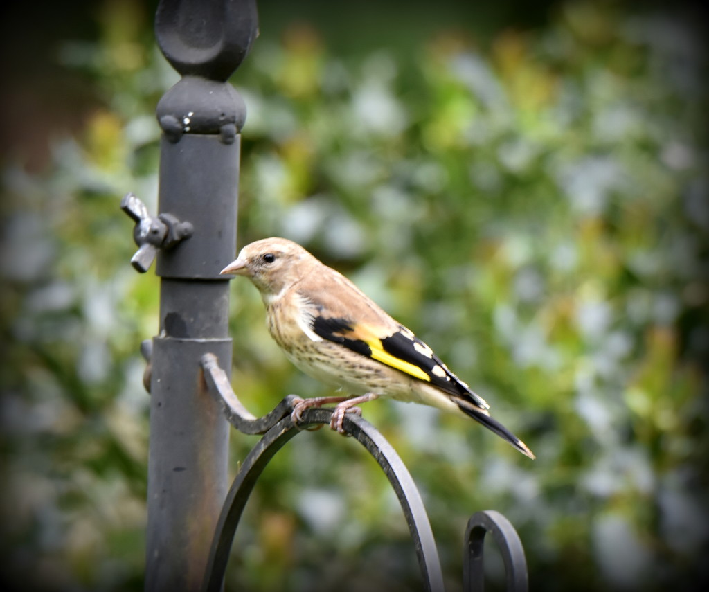 Juvenile Goldfinch by rosiekind