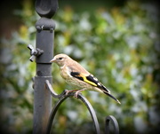 19th May 2016 - Juvenile Goldfinch