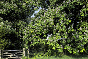 19th May 2016 - Horse Chestnut Trees