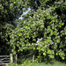 Horse Chestnut Trees by megpicatilly