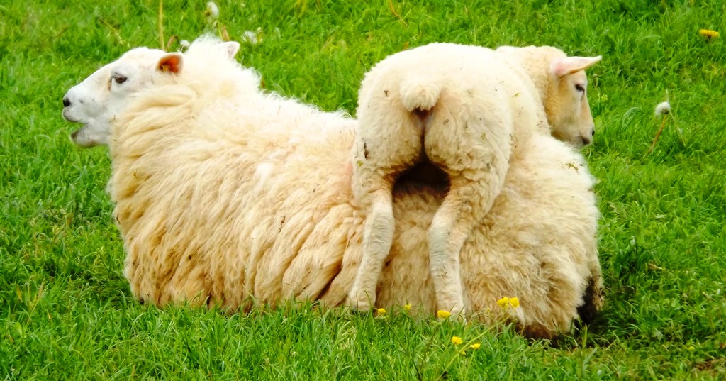 Saddleback Sheepling by ajisaac