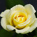 Mini yellow rose by elisasaeter