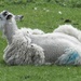 The way fashionable sheep are wearing their fleece this spring! by fishers