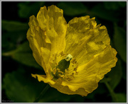 19th May 2016 - Yellow Flower