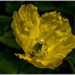 Yellow Flower by pcoulson