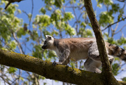 19th May 2016 - Ring-tailed Lemur
