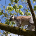 Ring-tailed Lemur by leonbuys83