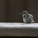 Baby Hummingbird by kimmer50